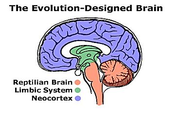 Brain